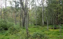 Loodusliku ilmega soomets Alutaguse rahvuspargis (joonis 1). Autor/allikas: Indrek Hiiesalu